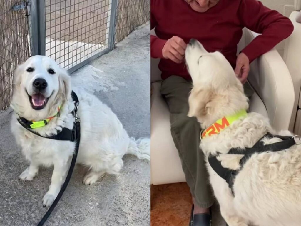 Conmueve en TikTok trabajo de Kelete, perro compañía