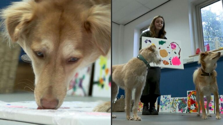 Perros abandonados crean nuevo género de arte abstracto