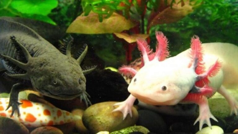 Reprochan a restaurante japonés venta de ajolotes fritos