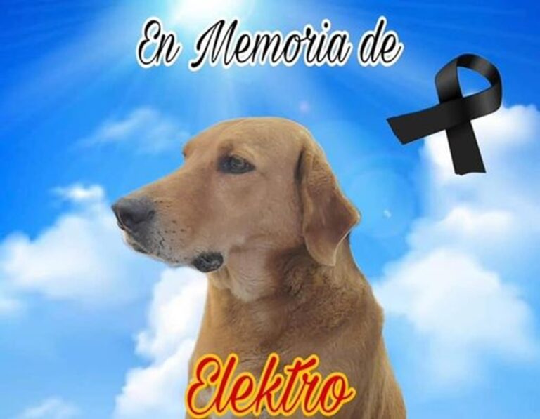 Muere lomito “Elektro” de un infarto causado por pirotecnia