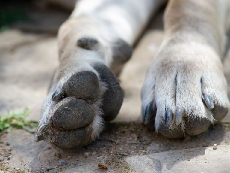 Cachan a perrita: exagera una herida y se equivoca de pata lastimada