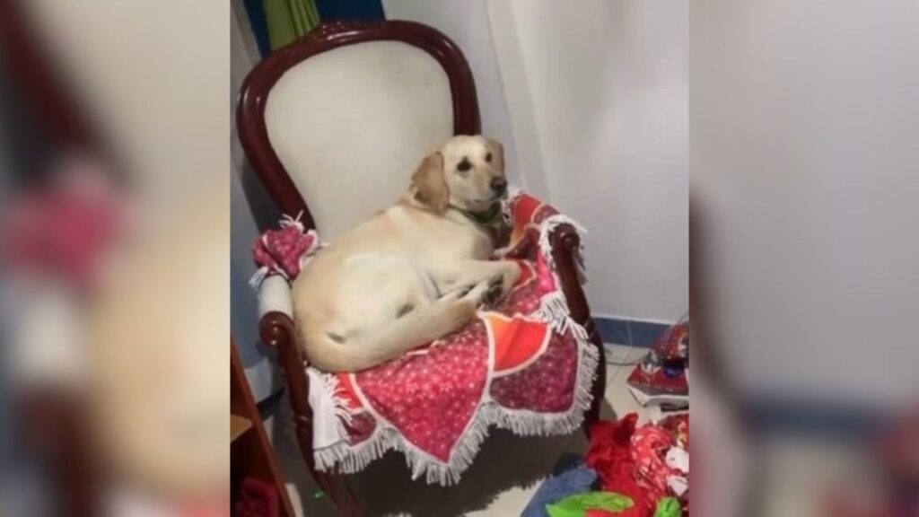 Perrito festeja que le tocó un obsequio en la cena familiar