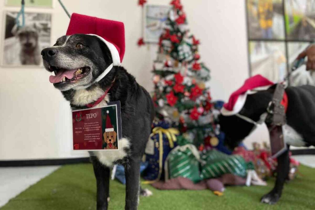 Perritos rescatados del Metro llevarán cartas a "Santa" y Reyes Magos