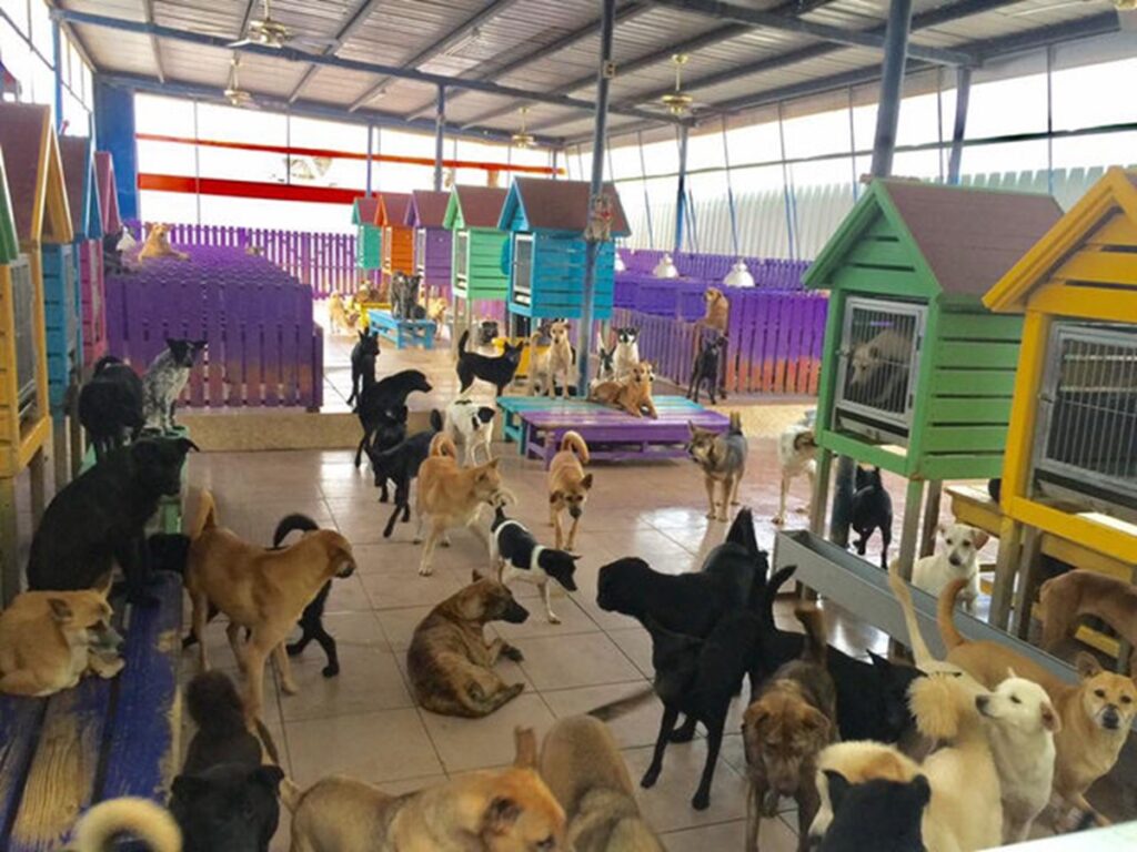 Albergue de perritos pide ayuda para pagar 100 mil pesos