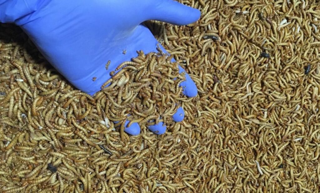 Corporativo Kosmos: Proteínas de insectos una alternativa