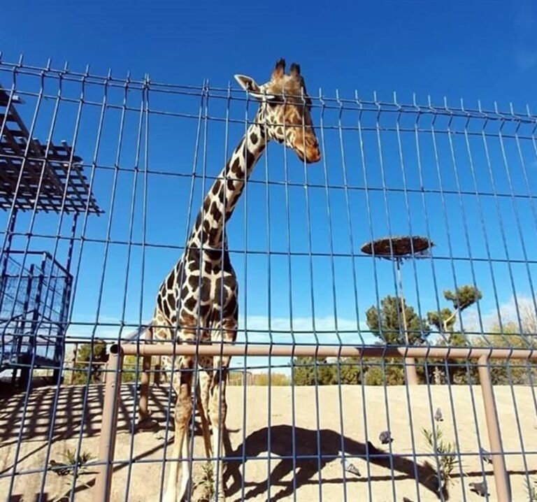 Africam Safari señala que Benito pronto estará a la vista del público