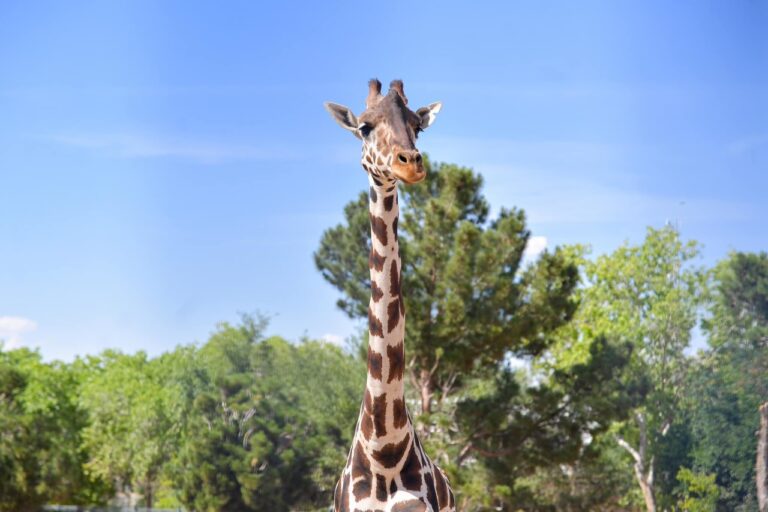 ¿Cómo debería ser el hábitat de la jiarafa Benito?