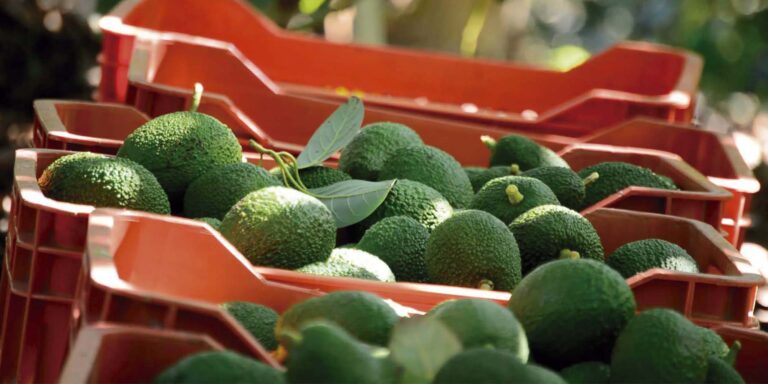 Luis Doporto Alejandre analiza colaboraciones que han redefinido los estándares en seguridad alimentaria para la industria.