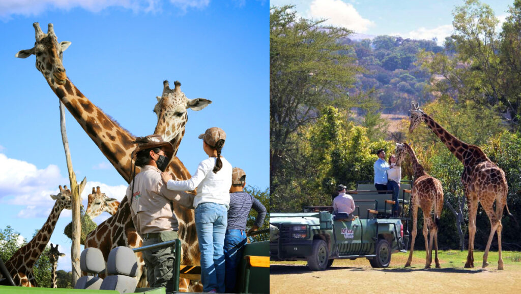 Ya está en Africam Safari la jirafa Benito
