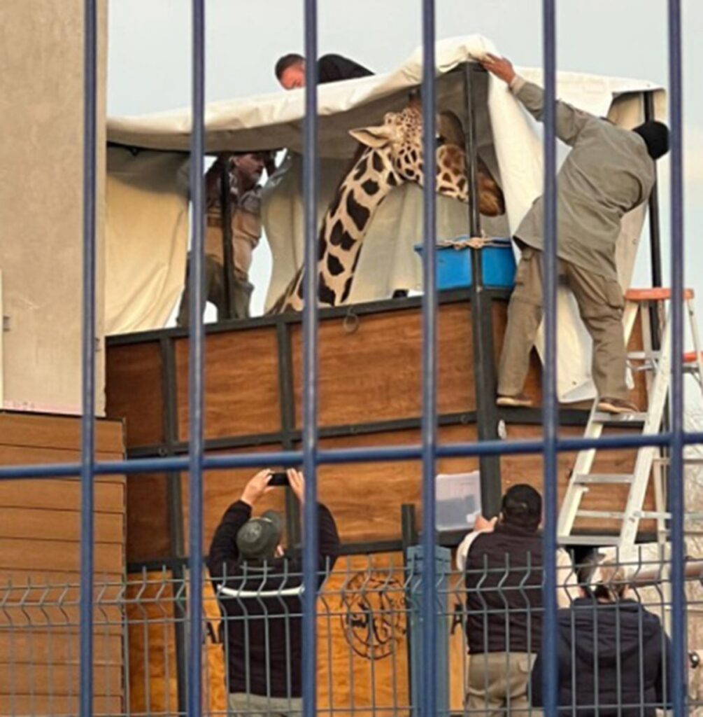 Jirafa Benito sale de Ciudad Juárez; va rumbo a Africam Safari