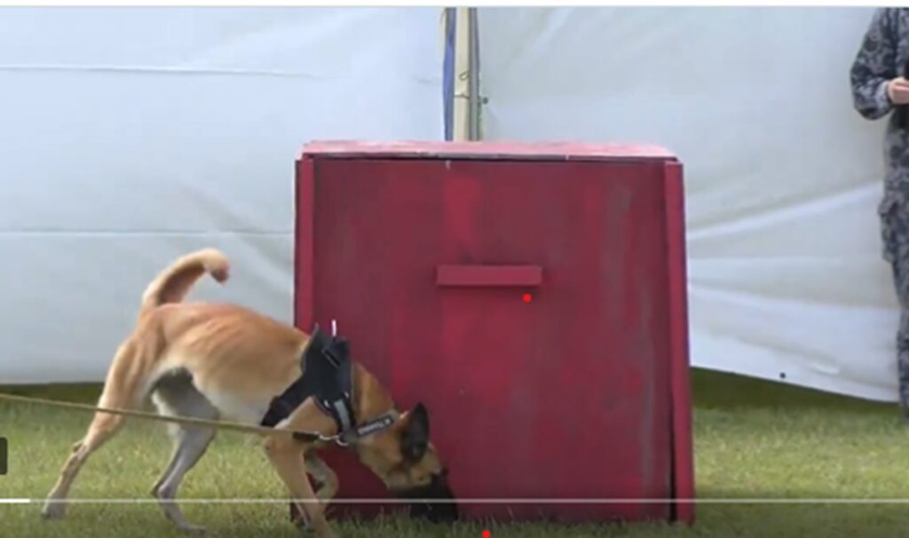 Lomito Jennifer rescata de escombros a anciana en Japón