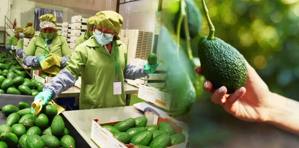 Luis Doporto Alejandre resaltó que México tiene supremacía en la exportación de aguacate hacia otros países, principalmente EE.UU.