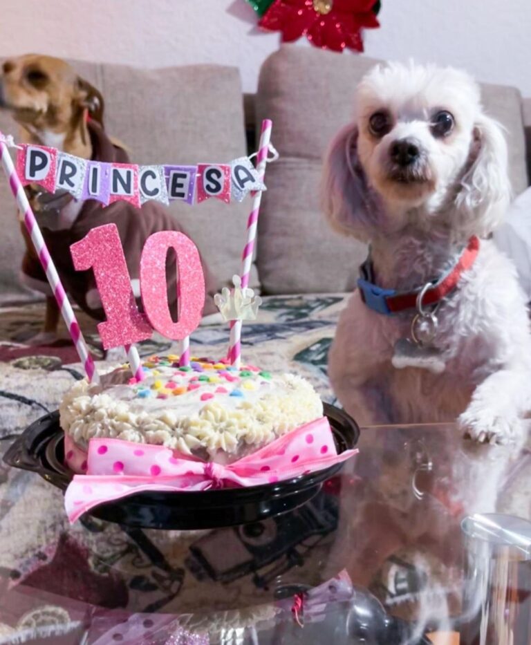 ¡Crean Rosca de Reyes para perritos en México!