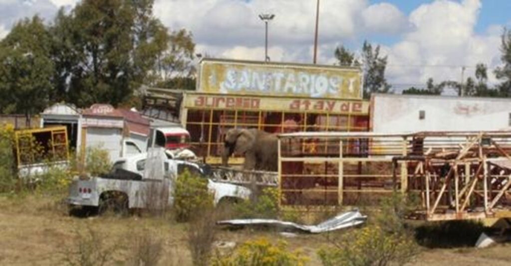 Elefanta Susy vive en un corral de tráileres en León