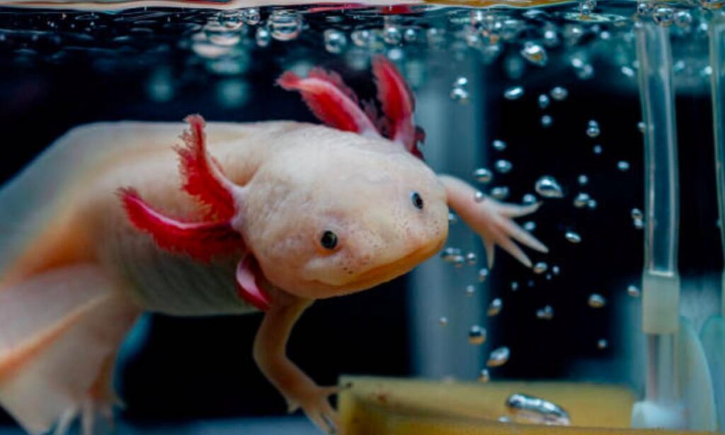 Ajolote, hoy celebra su día entre amenazas de extinción