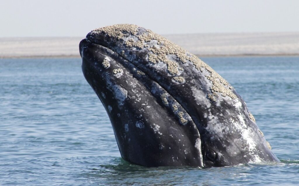 Por cambio climático, ballenas no hallan alimento en el Ártico y arriban a BC