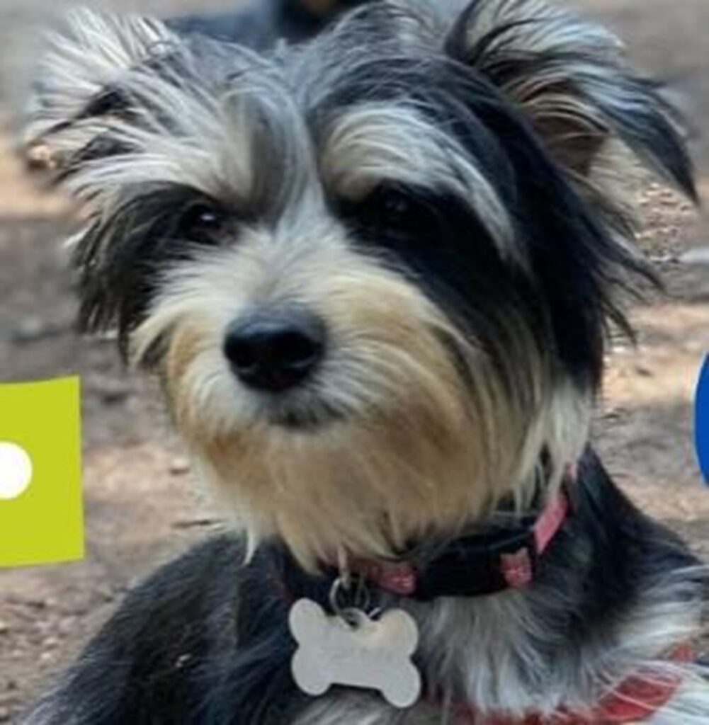 Buscan a “Cocada”, perrita desaparecida en la Ciudad de México