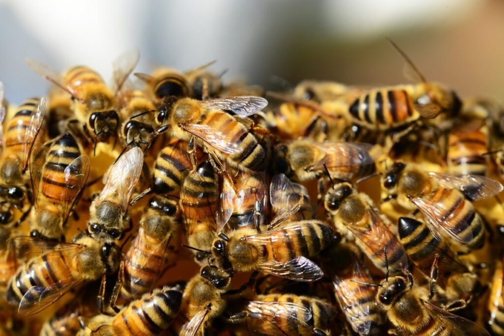 Gobierno prepara acciones para proteger a las abejas