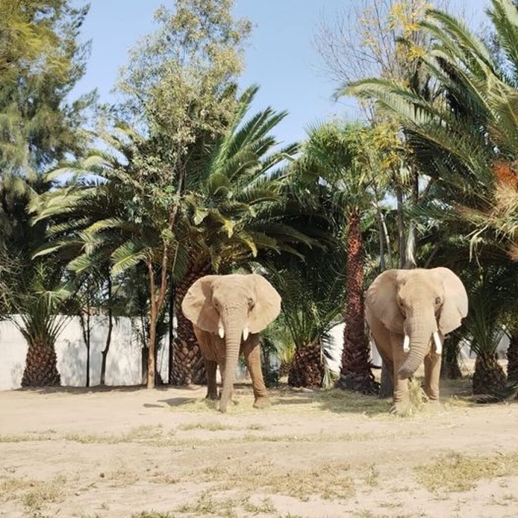 Ely y Gipsy continúan con su proceso de acoplamiento