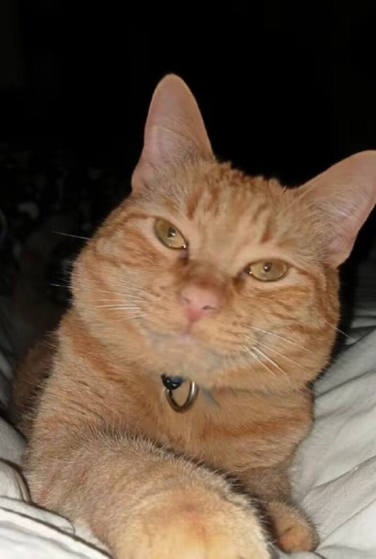 Gatito se hace viral por ayudar a limpiar frijoles