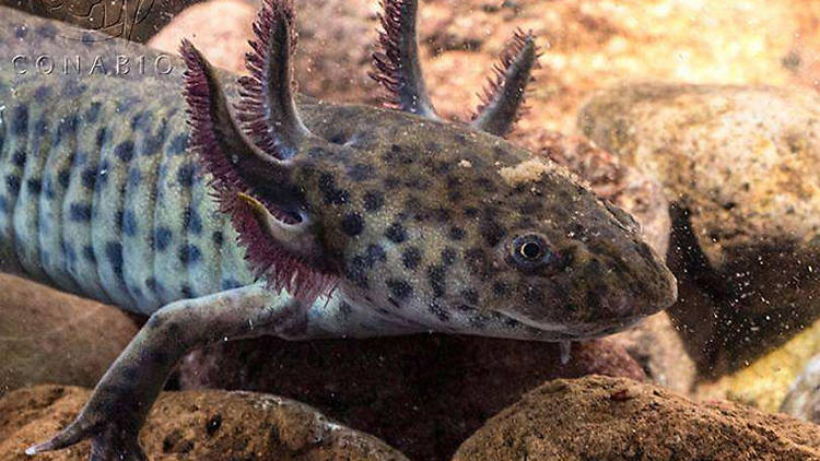 AJEMEX, ha puesto en marcha iniciativas para la preservación del ajolote del Altiplano