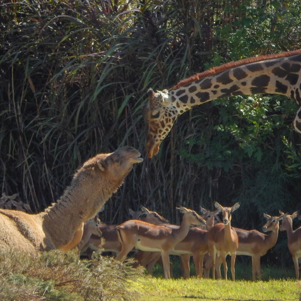 Benito ya tiene familia y a un gran amigo en Africam Safari