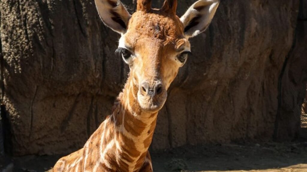 Eligen en redes nombre de jirafita bebé de Chapultepec