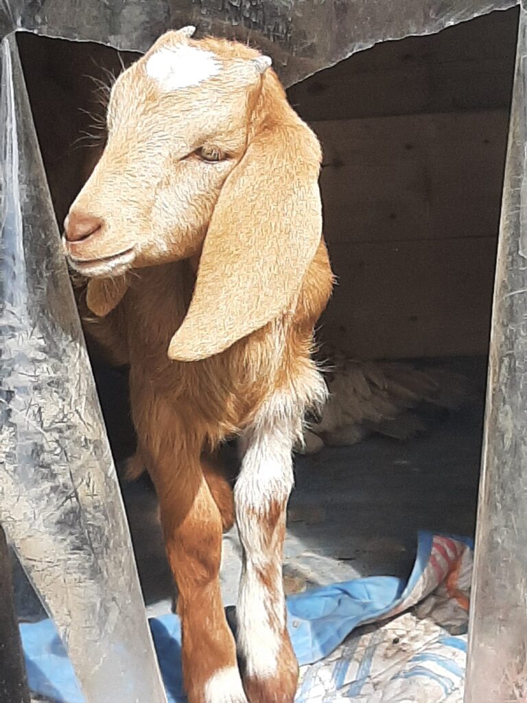 Mujer pierde a su chiva y la recupera gracias a las redes sociales