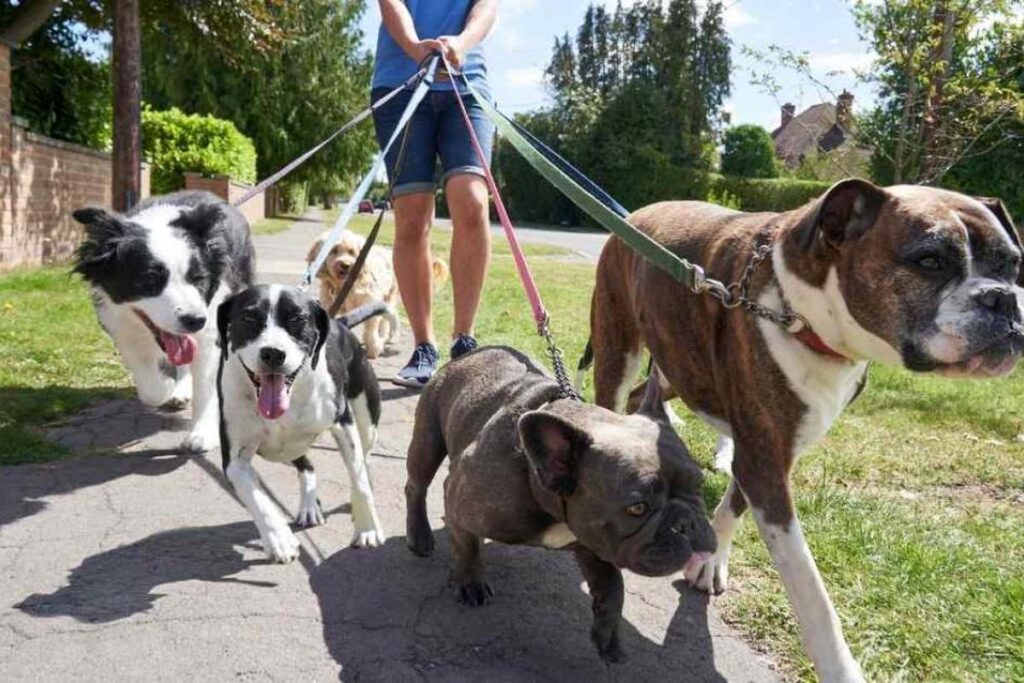 Lanzan curso en CDMX para ser paseador de perros