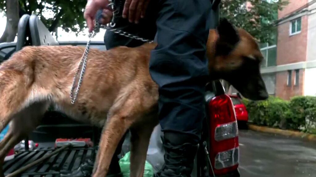 Pompeyo y su amo vivían en una camioneta sobre el camellón Plutarco Elías Calles en la alcaldía Benito Juárez. Pero su dueño falleció y este perrito estuvo junto a él hasta el último minuto.