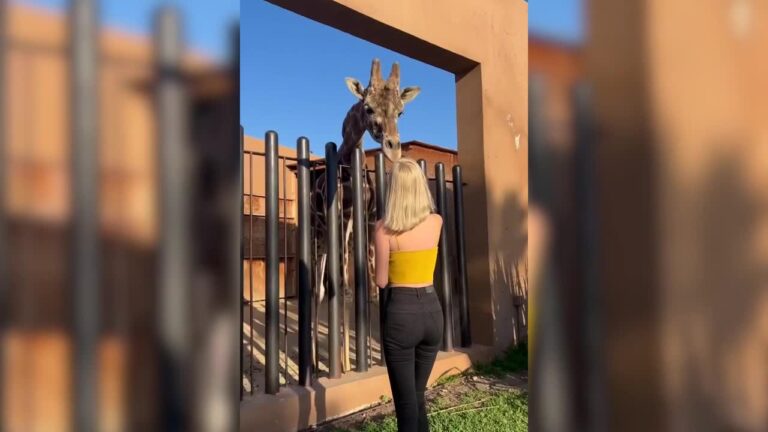 Nirvana Hank presumió una jirafa como mascotas ¿es legal?