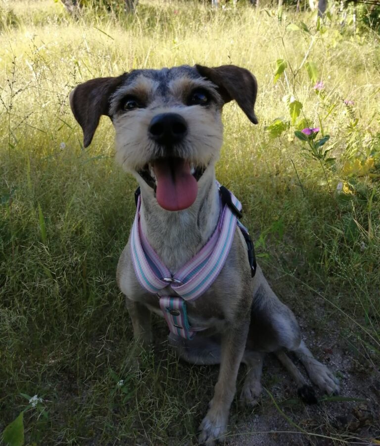 La muerte de una mascota duele tanto como la de un familiar