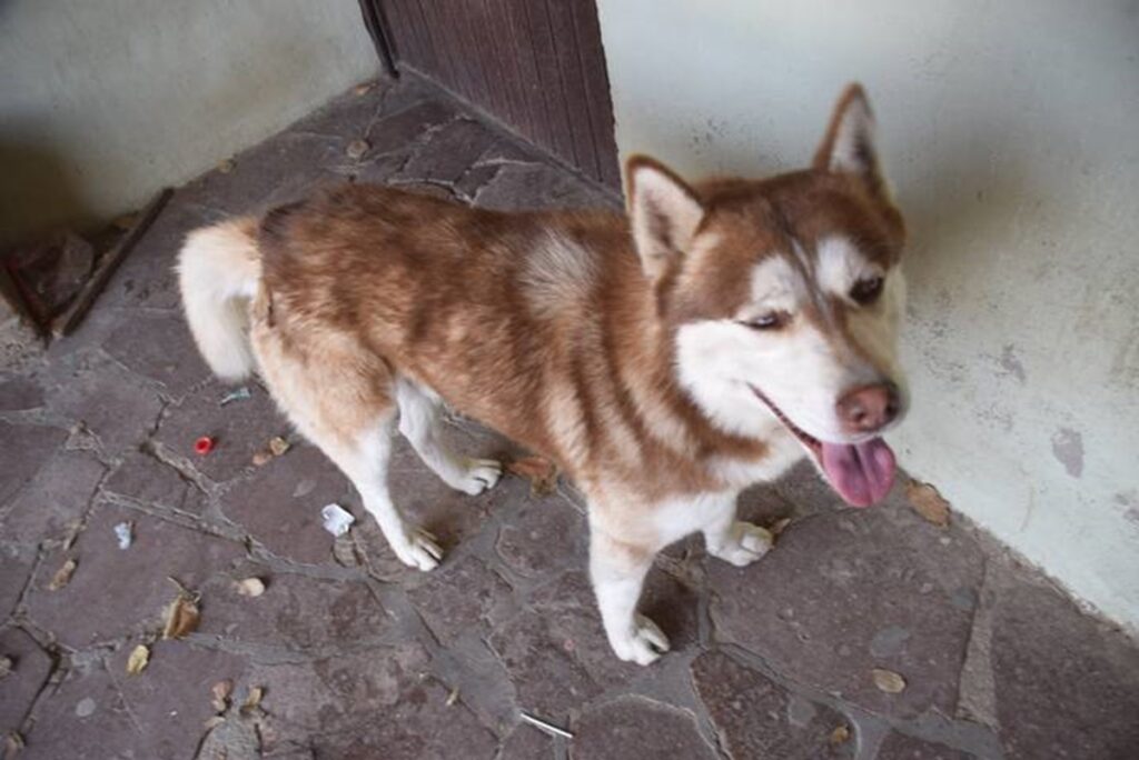 Abandonan a Husky Siberiano en Sierra de Lobos, en Guanajuato