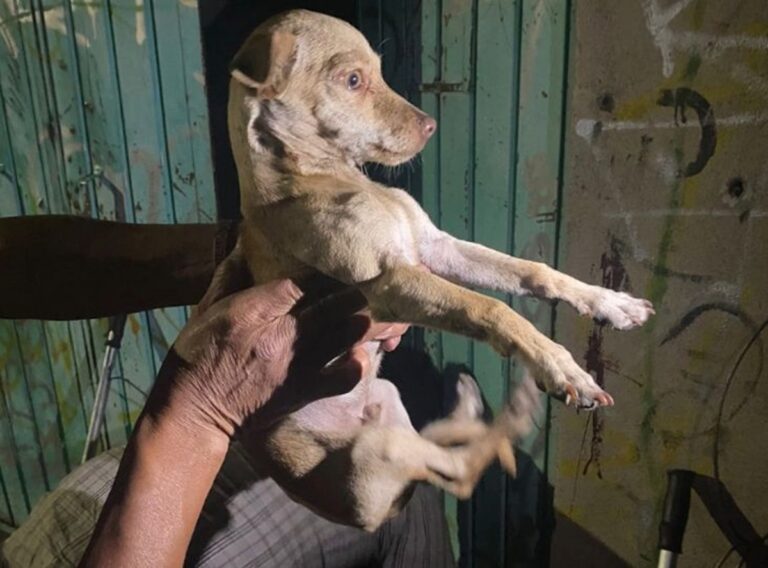 Detienen a hombre por maltratar a 14 lomitos en Michoacán