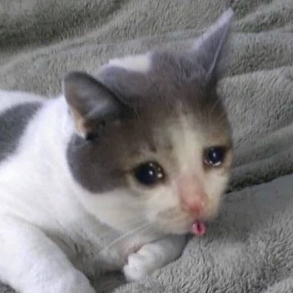 Aquí te dejamos 5 señales de que tu gato está triste