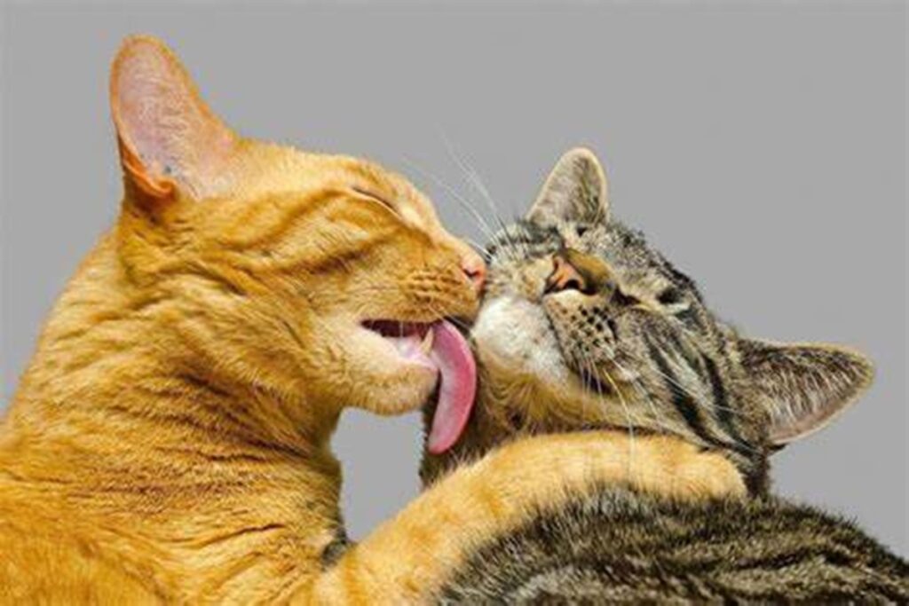 Miau Fest 2024 se llevará a cabo el 20 y 21 de abril