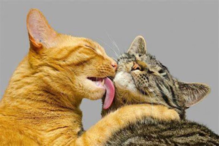 Miau Fest 2024 se llevará a cabo el 20 y 21 de abril