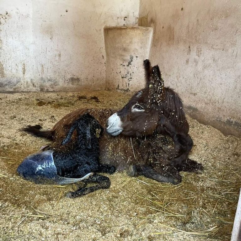 El burrito más esperado por todos llegó a Cuacolandia