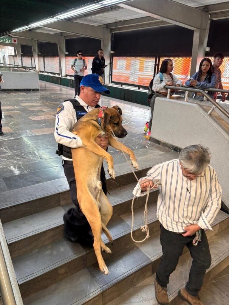 Rescatan a lomito de morir sobre las vías del Metro