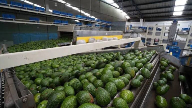 México fortalece exportaciones de aguacate a Canadá: Luis Doporto Alejandre