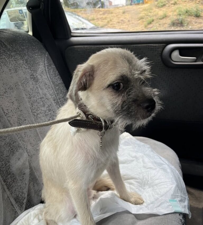 Familia adoptante regresa a perrito “Ernestito” a su albergue