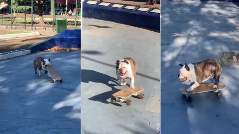 Perro skater que se hace viral en las redes