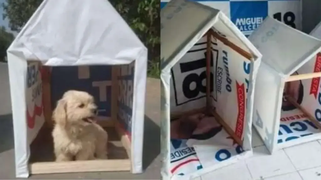 Jóvenes construyen casas para perros con propaganda política