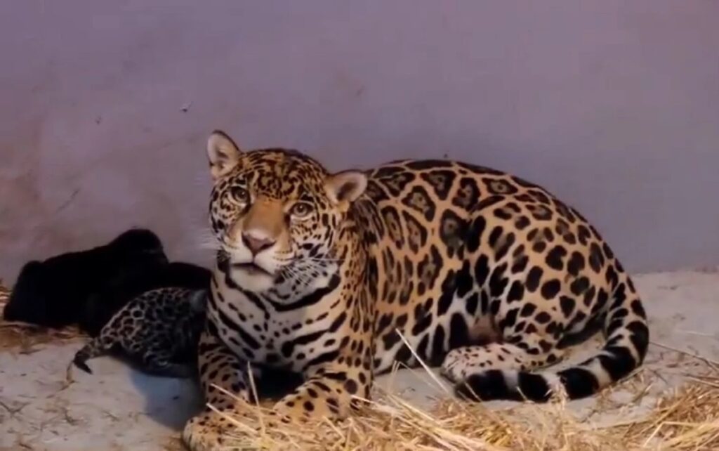 Llegan tres cachorros de jaguar al zoológico de Chapultepec