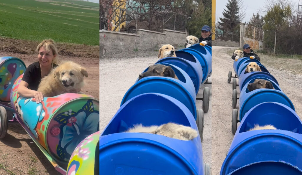 Buket Ozlungu es fundadora de la Asociación Pawn Holding onto Life y construyó un tren para llevar de paseo a perritos con algún tipo de discapacidad. Ella es una activista de Turquía, que vela por los derechos de los animales.