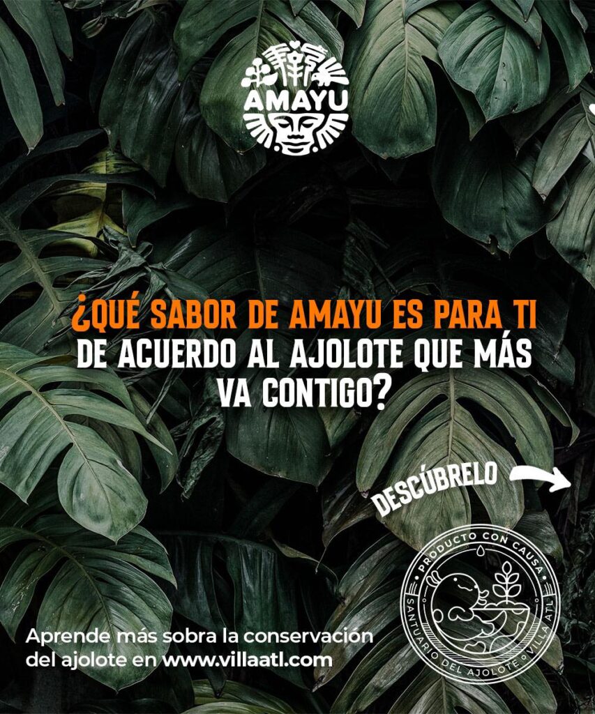 Bio Amayu impulsa protección del Ajolote del Altiplano