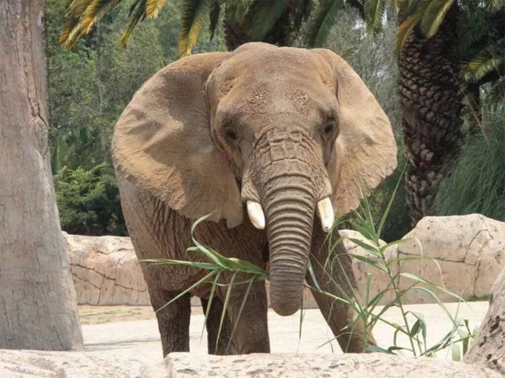 Juez otorga amparo a Elefanta Ely, la más triste del mundo