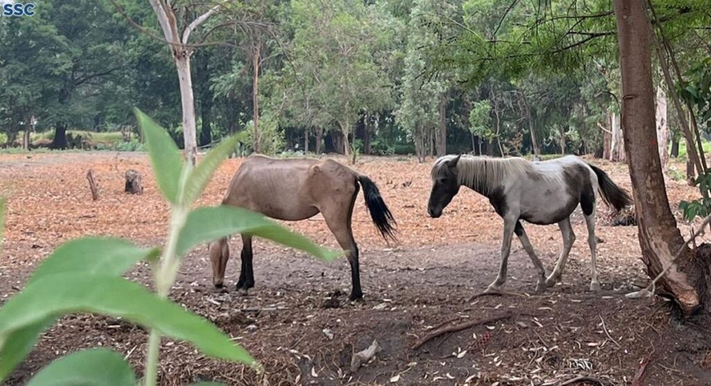 Rescatan a caballos y gatitos en malas condiciones en Xochimilco