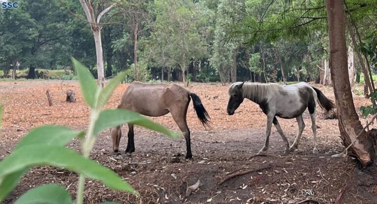 Rescatan a caballos y gatitos en malas condiciones en Xochimilco