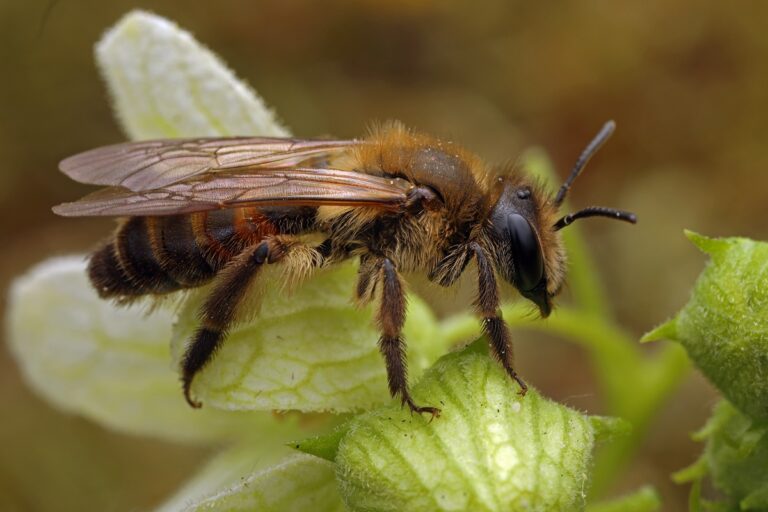Hoy es el Día Mundial de las Abejas, pero el número de estos insectos está disminuyendo